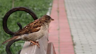 Sparrow Bird Chick