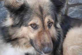 Dog Pet Animal