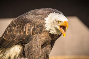 Wildlife Park Cleebronn Stromberg