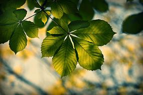 Chestnut Leaf Foliage