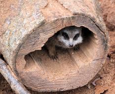 Meerkat Stash Nora