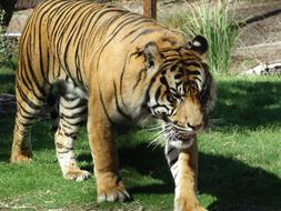 Tiger Zoo Wildlife