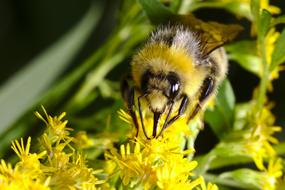 Hummel Summer Insect Close