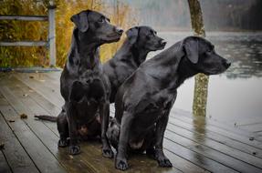 Labrador Hunting Kind