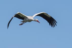 Stork Bird Wings