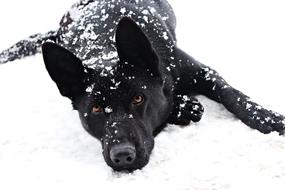 Black German Shepherd Dog Snowfall