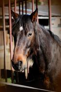 Horse Stallion Brown