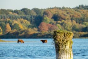 Cow Cows Lake