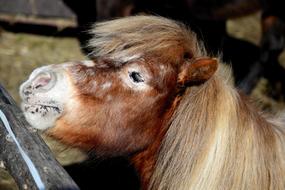 Shetland Pony Small