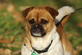 purebred little dog