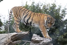Tiger Ireland Zoo Wildlife