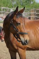 Horse Animal