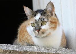 Cat Window Sill Mackerel Domestic