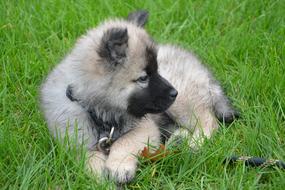 fluffy cute puppy on the grass
