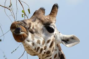 Giraffe Animal Portrait