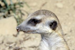 Meerkat Animal Cute