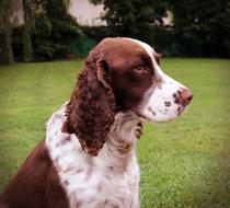 Dog Spaniel English