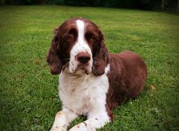 Dog Spaniel Pet on grass