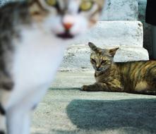 Cat Cats Naturale