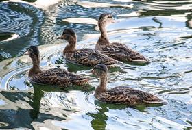 Mallard Young Animals Animal Water