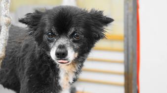 Chihuahua Dog Small