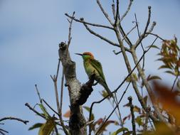 a small bird on a tree trunk