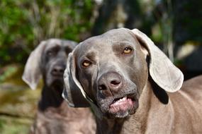 Dog Weimaraner Smile