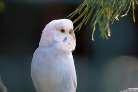 Budgie Blue Plumage