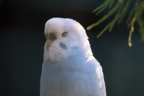 Budgie Sleep Plumage