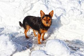 Dog Winter Snow