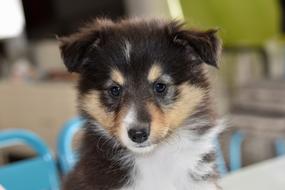 Dog Shetland Sheepdog Puppy