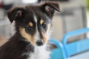Dog Shetland Sheepdog Puppy
