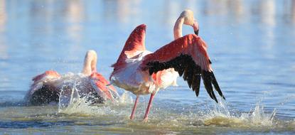 Bird Pink Flamingo Nature