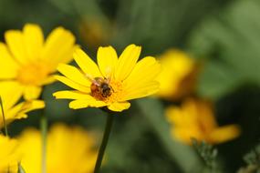 Insect Bee Flowers