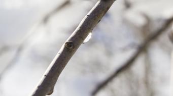 Drop of Water on wood Branch