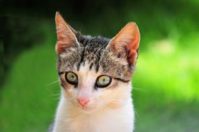 beautiful cat with big eyes