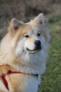 Eurasians Dog Pet