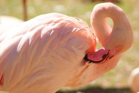 Flamingo Feather Colorful