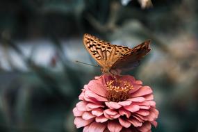 Butterfly Insect Flower