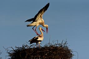 Stork Bird Animal