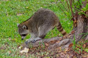 wild raccoon on the grass