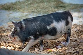 Pig Animal Spotted