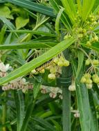 Caterpillar Monarch Butterfly Swan