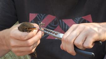 Person, ringing colorful, cute and beautiful Turdus Merula bird, with the tool