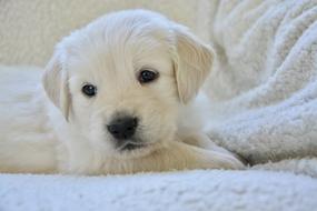 Dog Puppy Portrait Golden