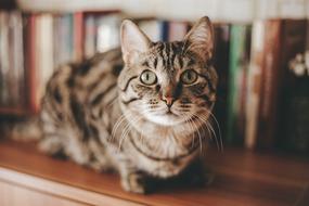 Cat Animal Kitten