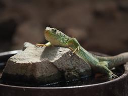 Animal Lizard Dragon