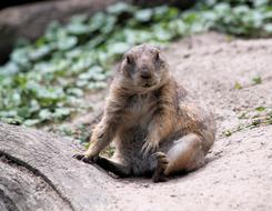 Prairie Dogs Prériový Rodent