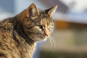 angry cat in the sunlight