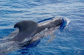 Ocean Dolphin Swimming